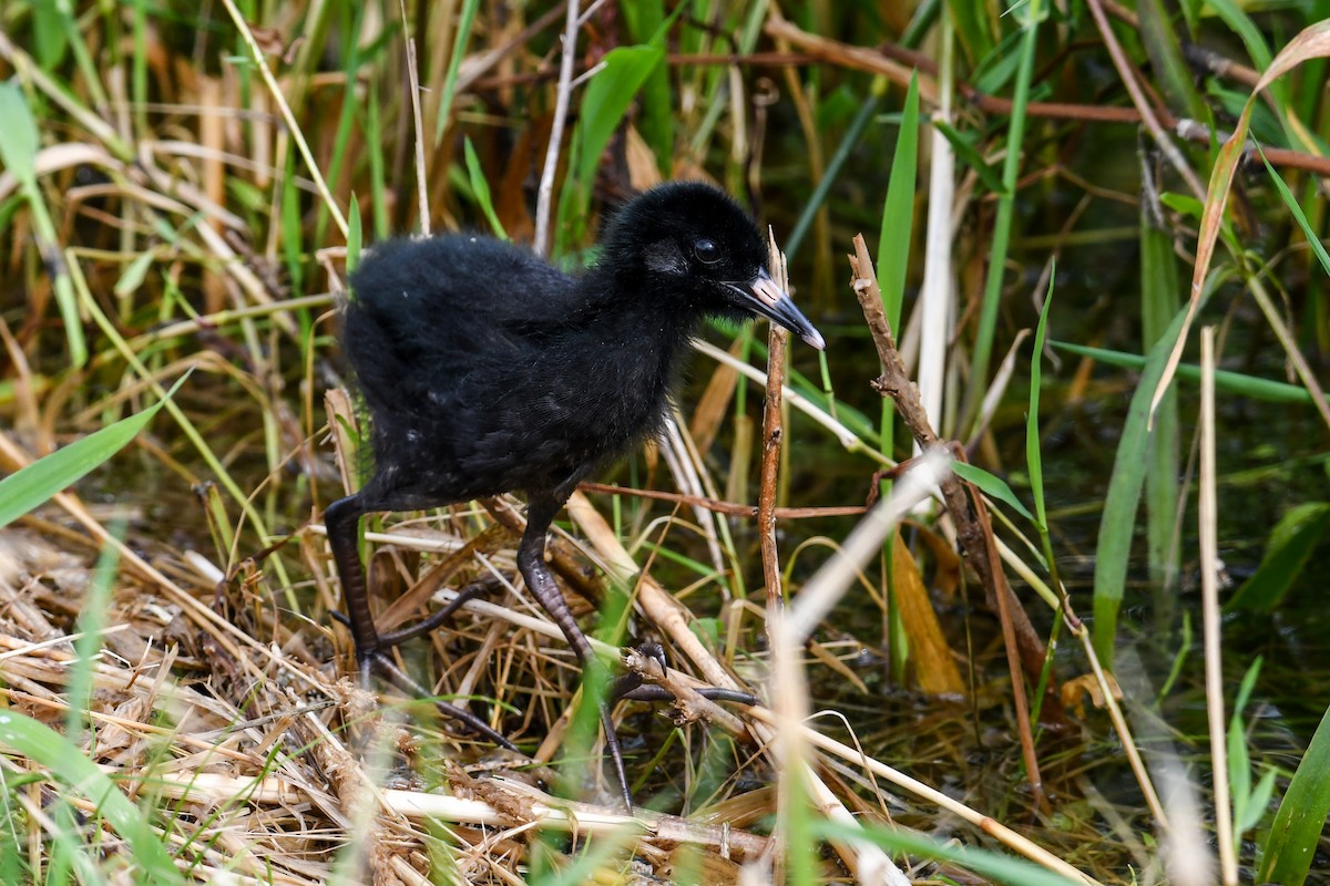 Virginia Rail - ML621296446