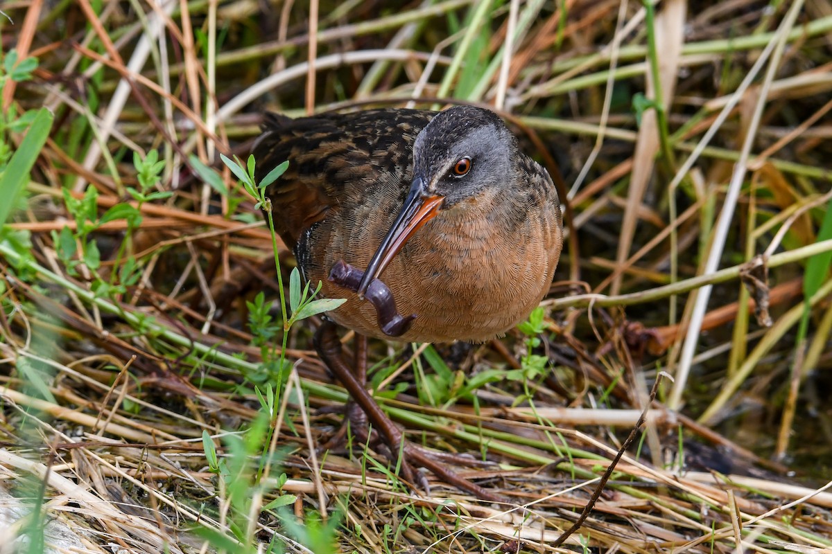 Virginia Rail - ML621296454