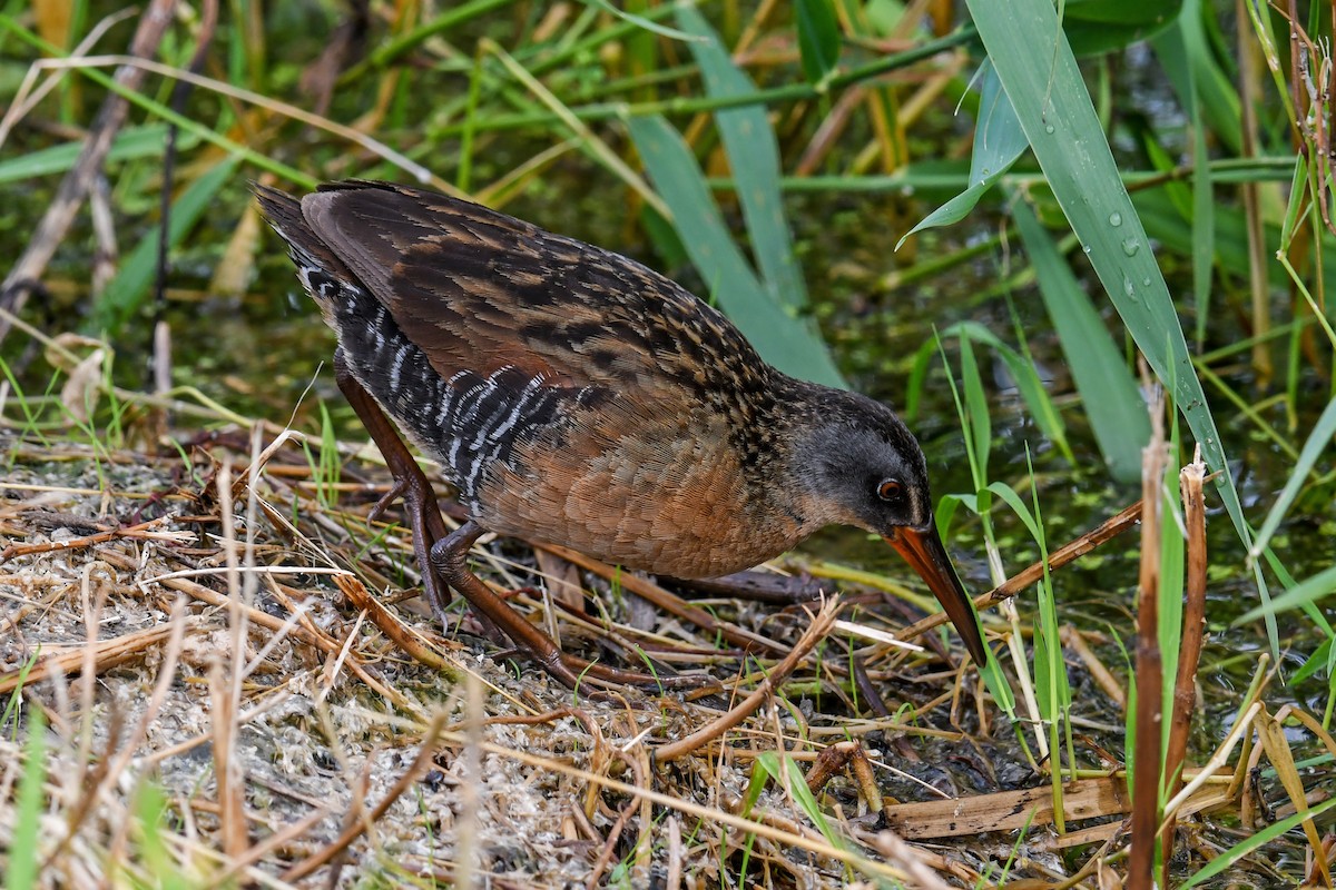 Virginia Rail - ML621296467