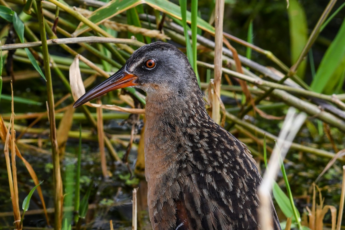 Virginia Rail - ML621296481