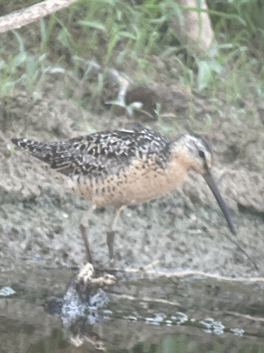 Short-billed Dowitcher - ML621296536