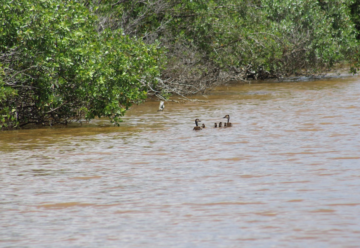 West Indian Whistling-Duck - ML621296566