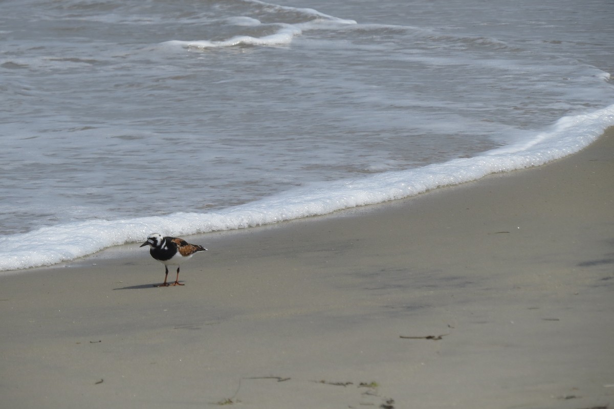 Ruddy Turnstone - ML621296608