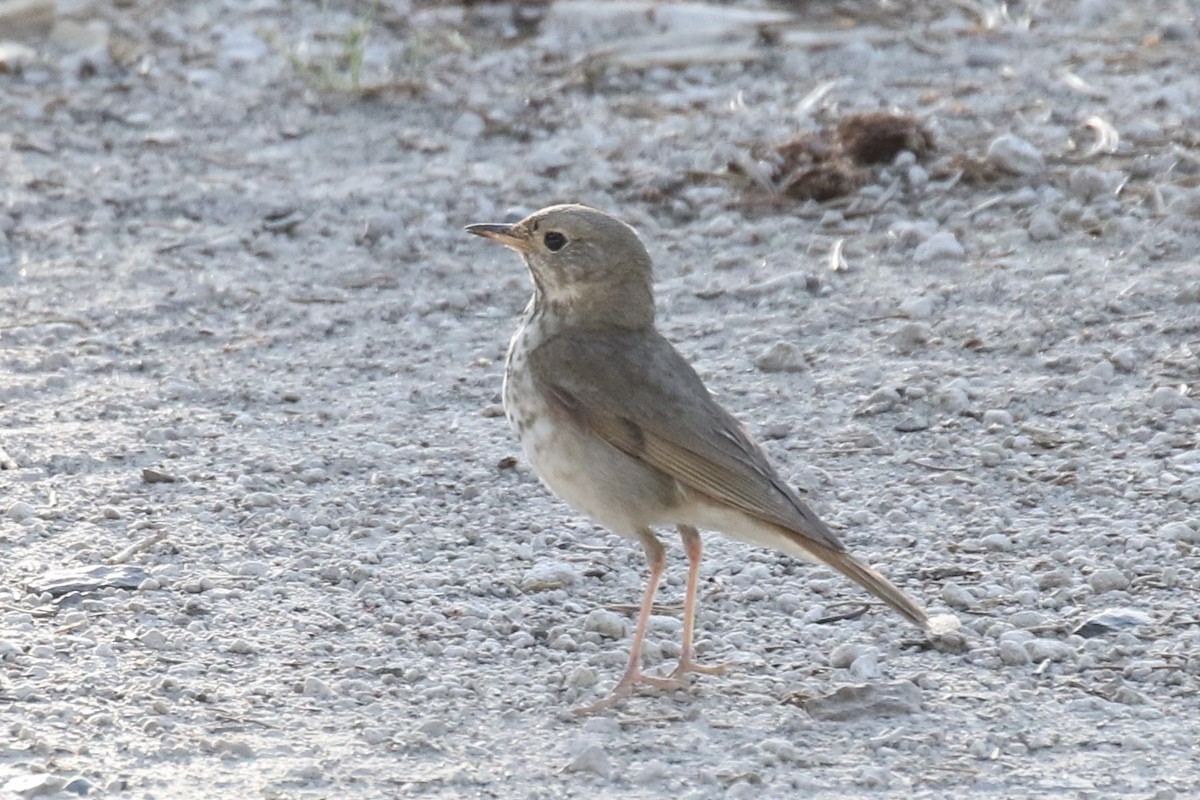 Hermit Thrush - ML621296618