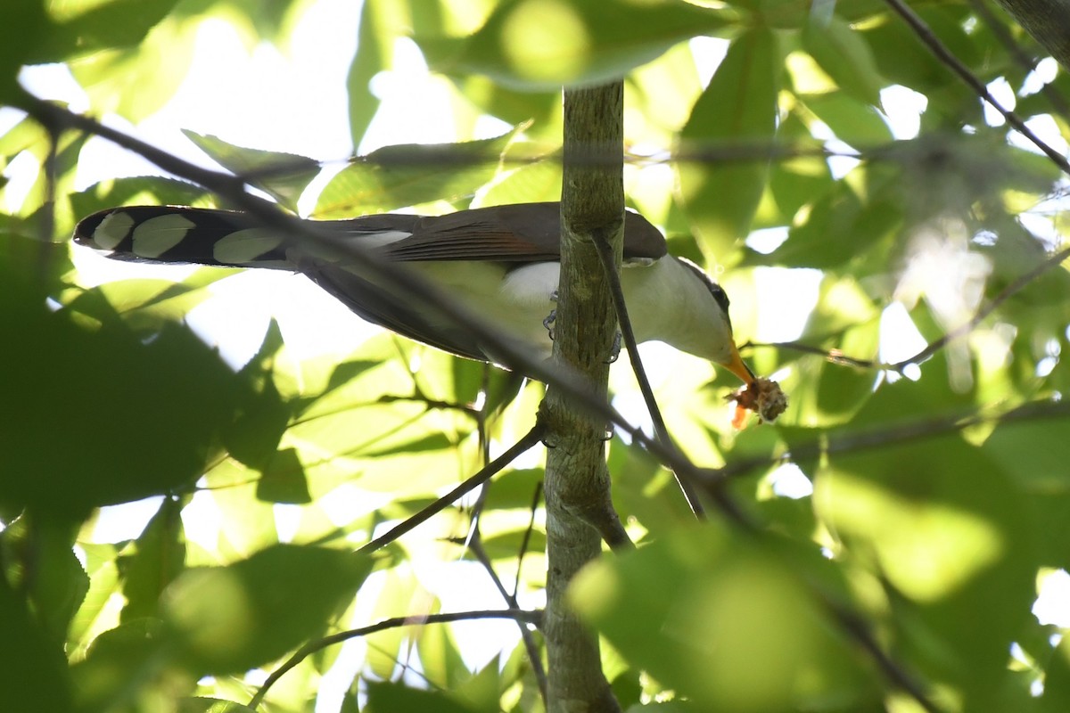 Yellow-billed Cuckoo - ML621296722