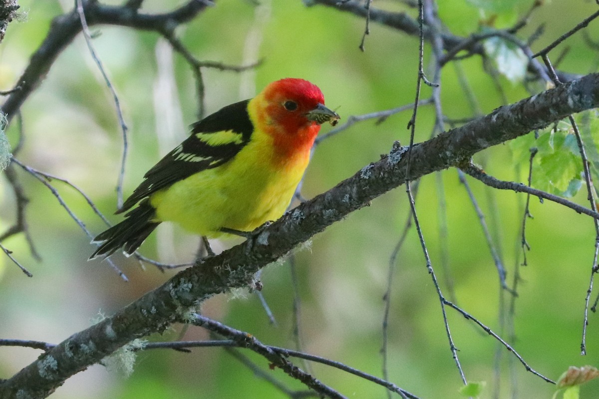 Western Tanager - ML621296742