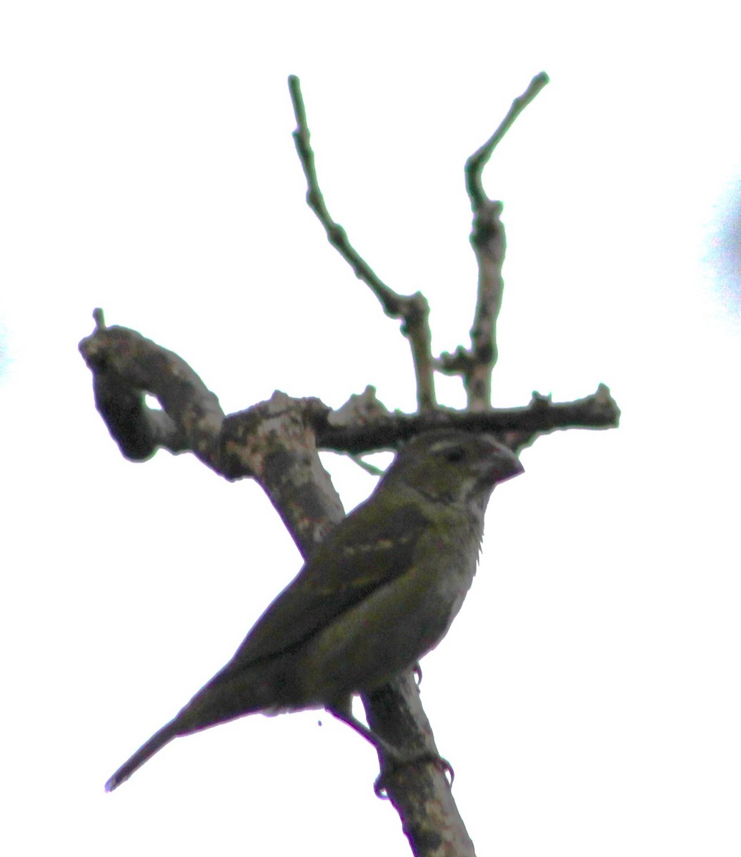 Buffy-fronted Seedeater - Pedro Behne