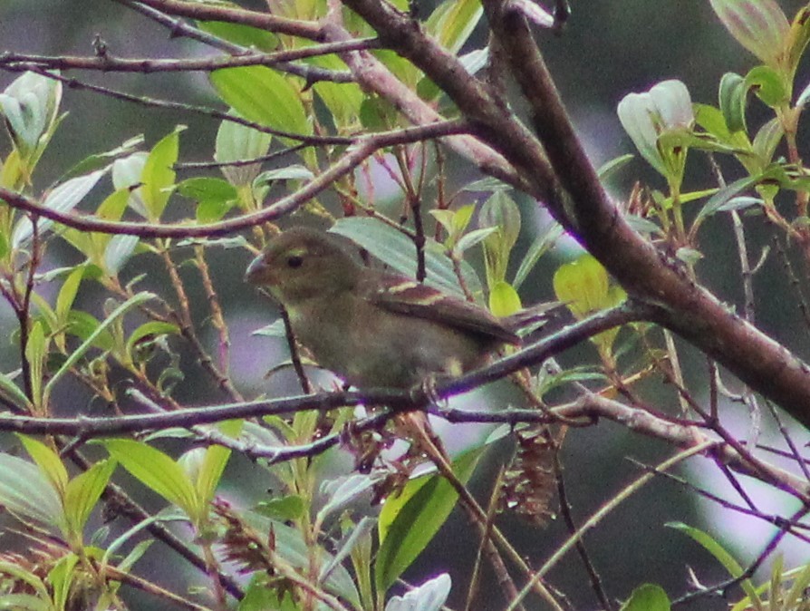 Buffy-fronted Seedeater - ML621296771