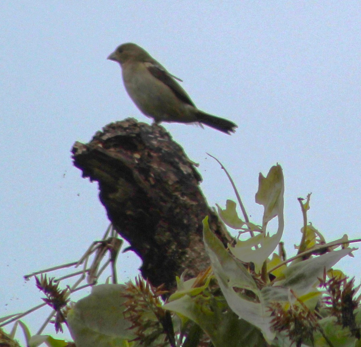 Buffy-fronted Seedeater - ML621296772