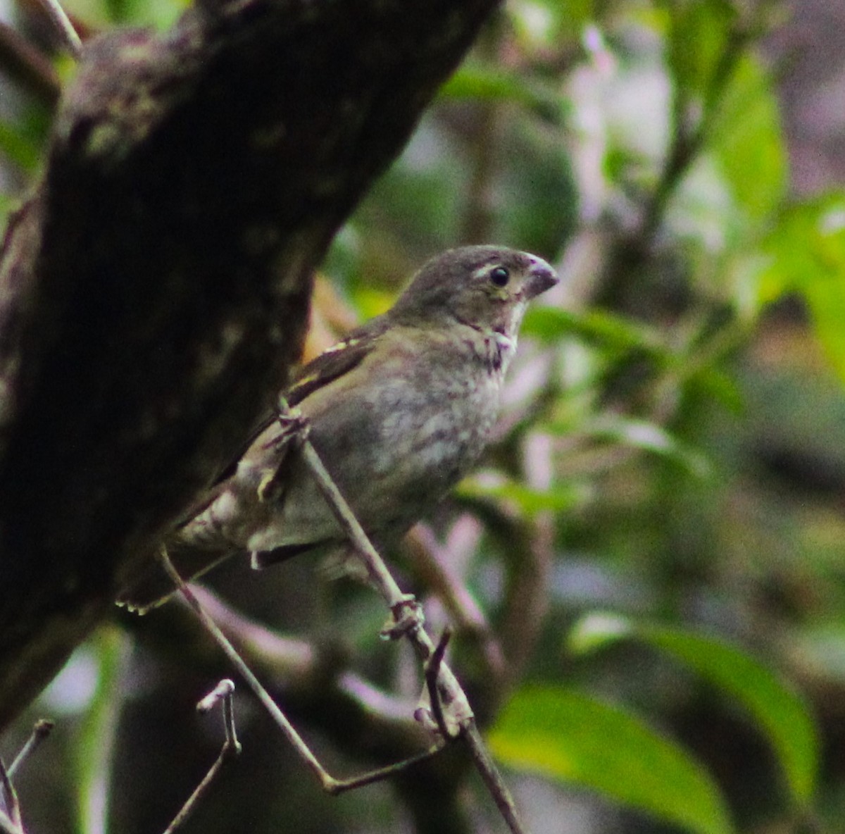 Buffy-fronted Seedeater - Pedro Behne