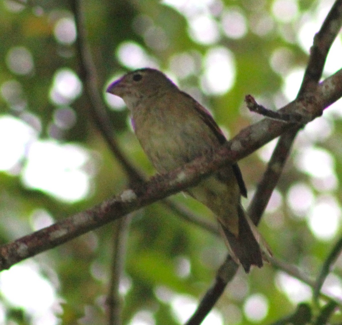 Buffy-fronted Seedeater - ML621296774