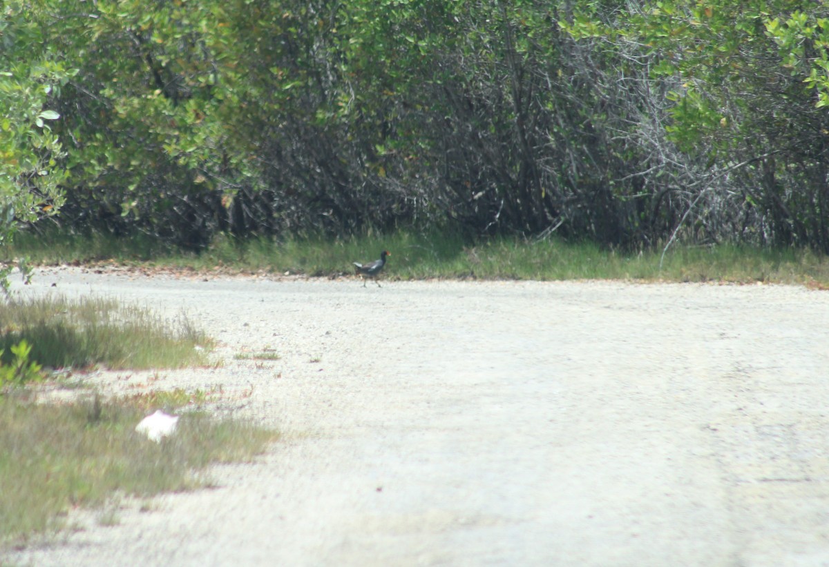 Common Gallinule - ML621296854