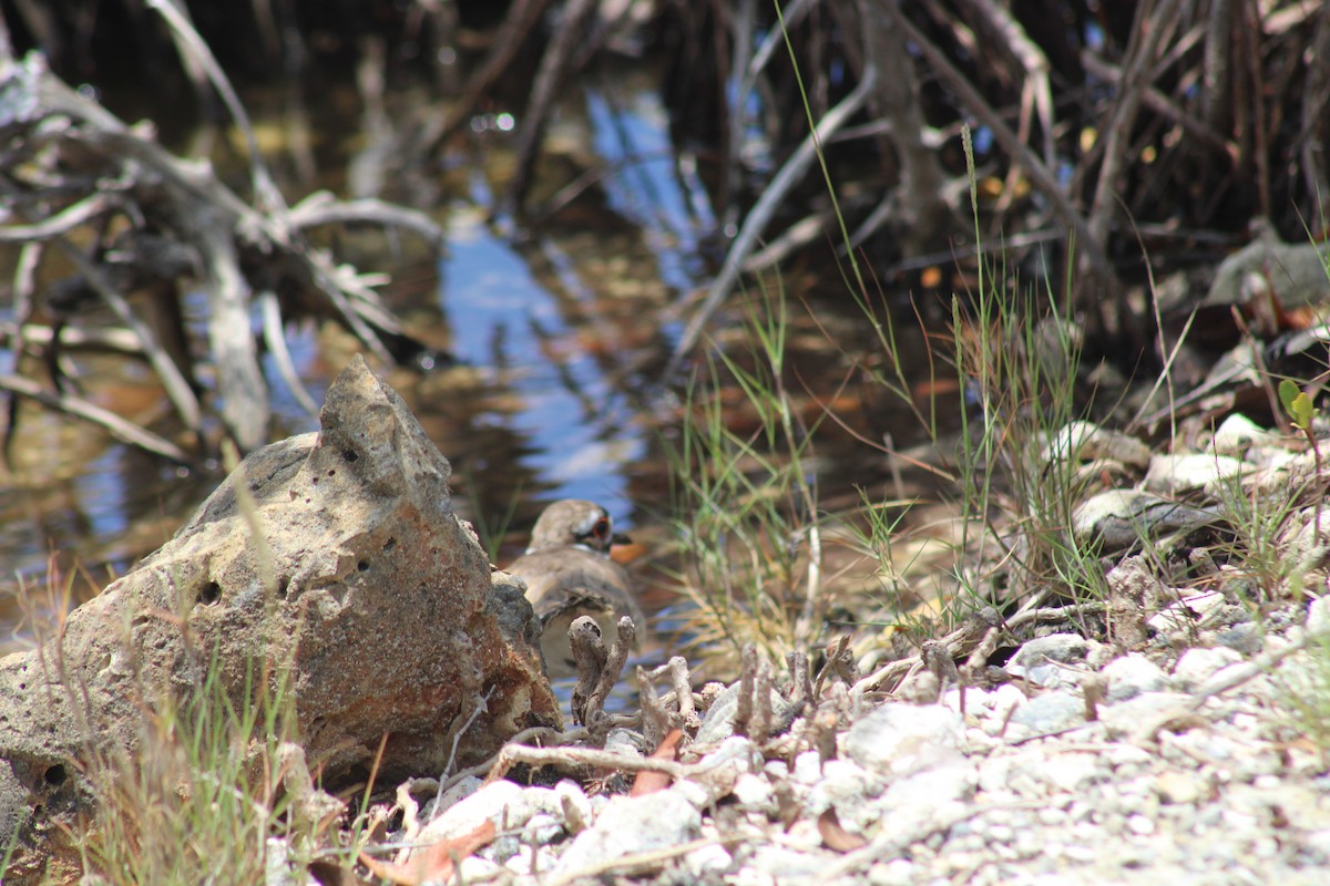 Killdeer - ML621296905