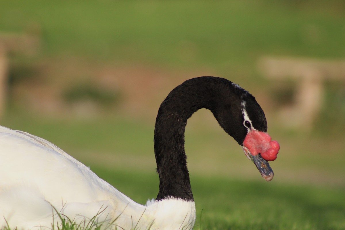 Black-necked Swan - ML621296916