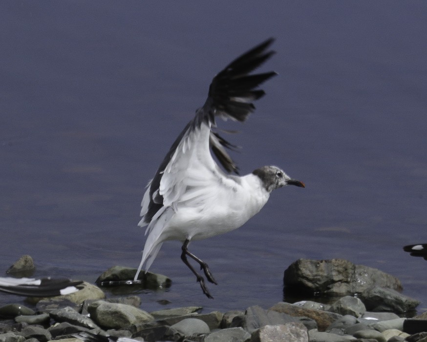 Gaviota Guanaguanare - ML621296927