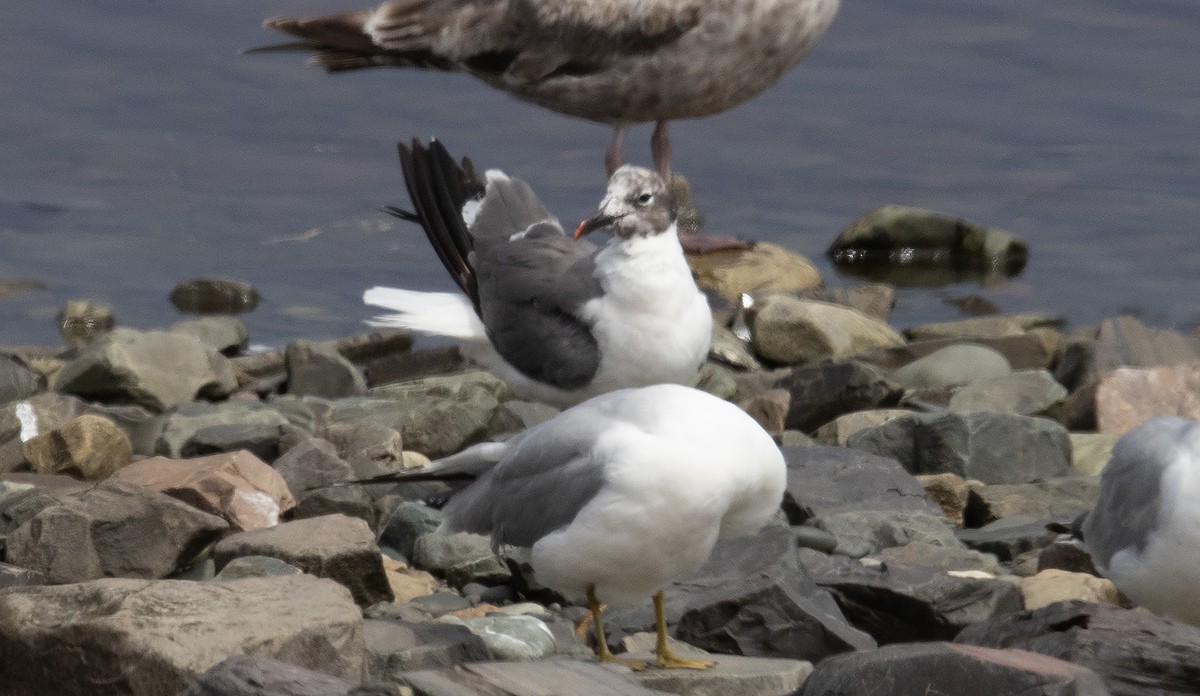 Gaviota Guanaguanare - ML621296928