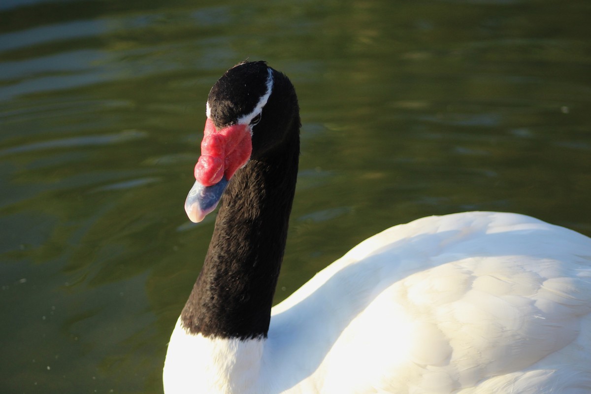 Black-necked Swan - ML621296934