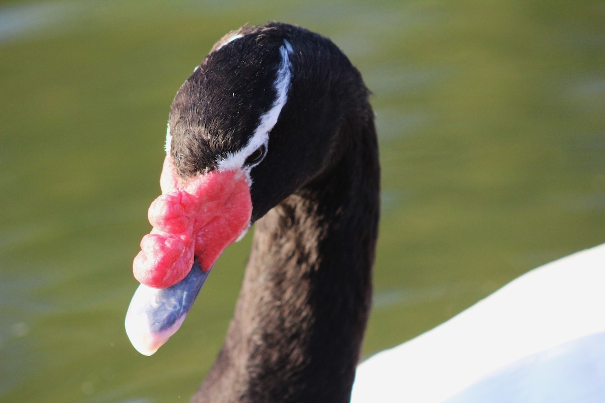 Black-necked Swan - ML621296936