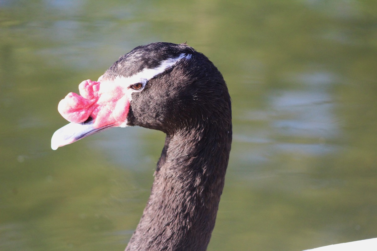 Black-necked Swan - Miquel Mestre