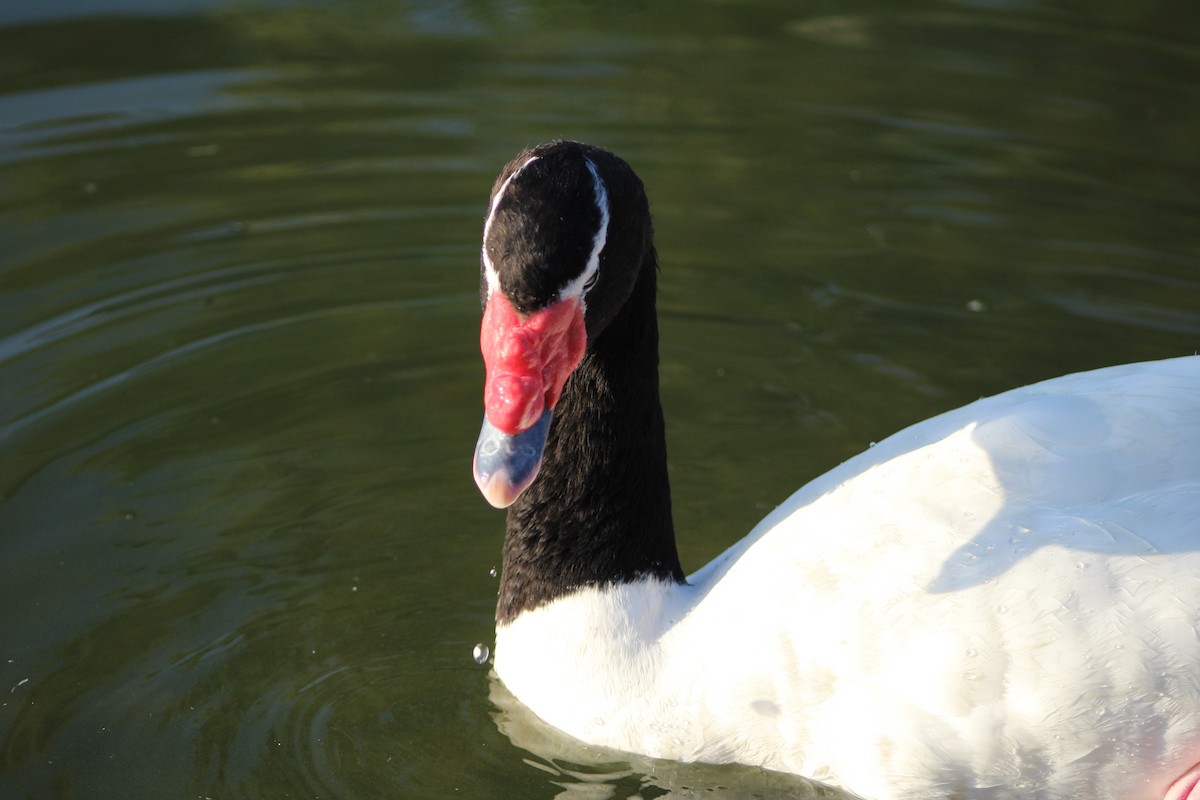 Black-necked Swan - ML621296938