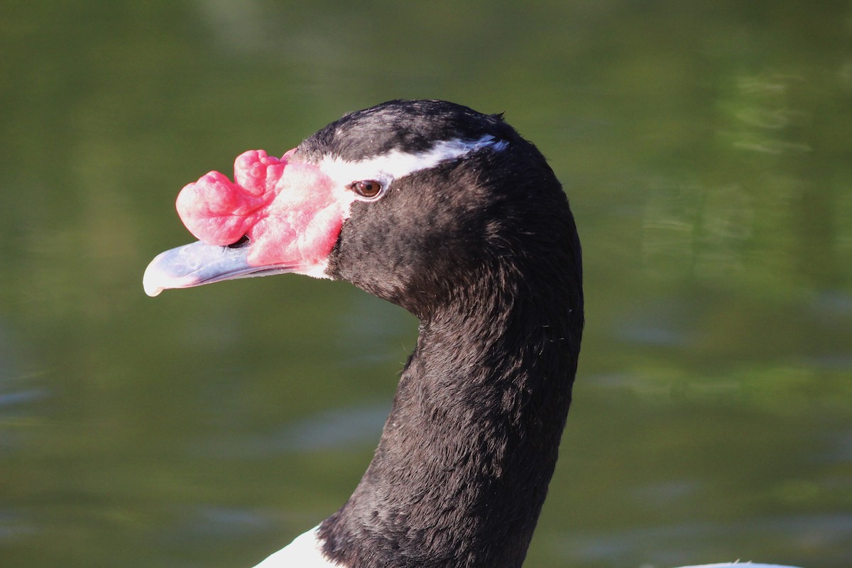 Black-necked Swan - ML621296941