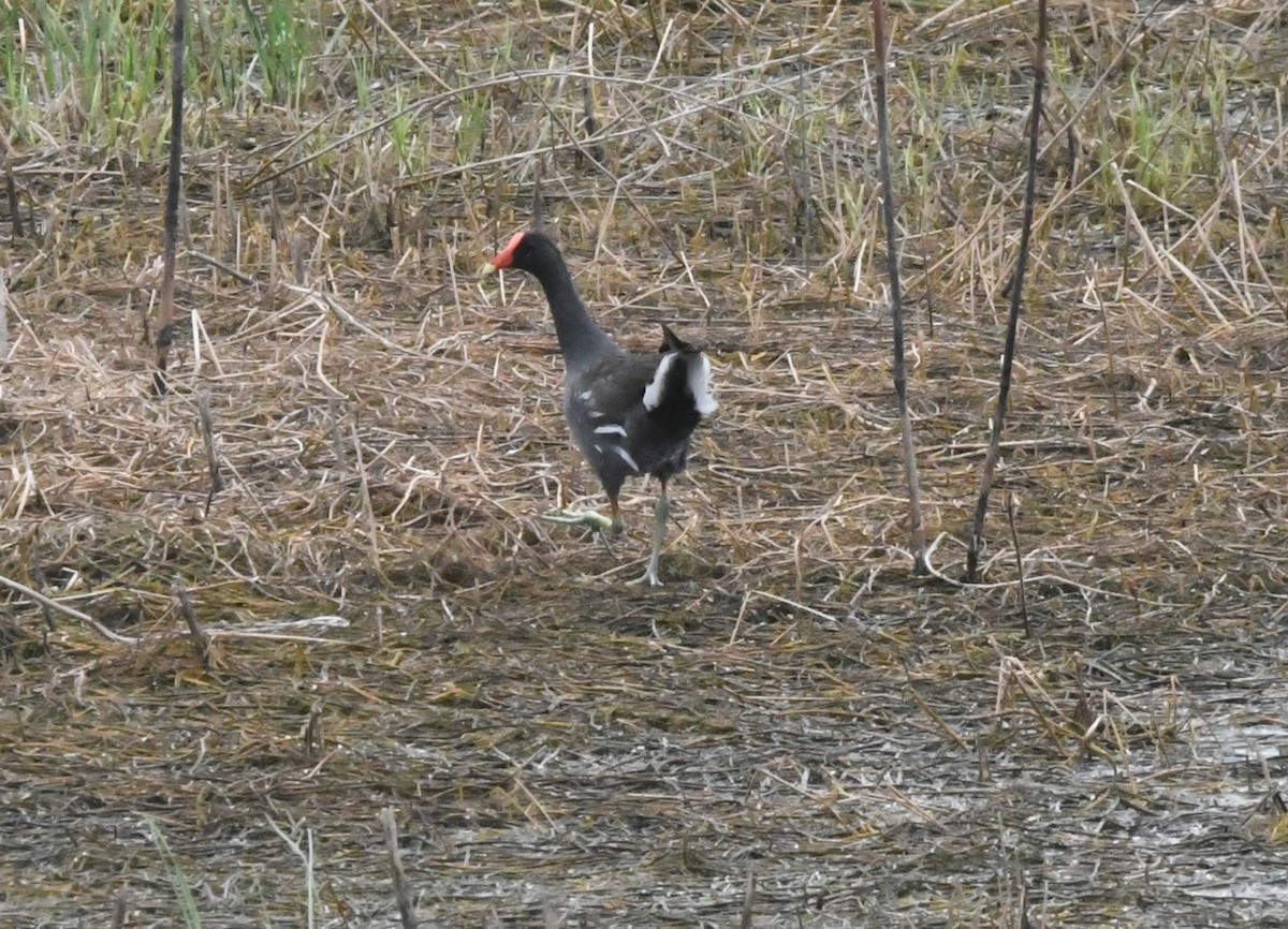 Gallinule d'Amérique - ML621296946