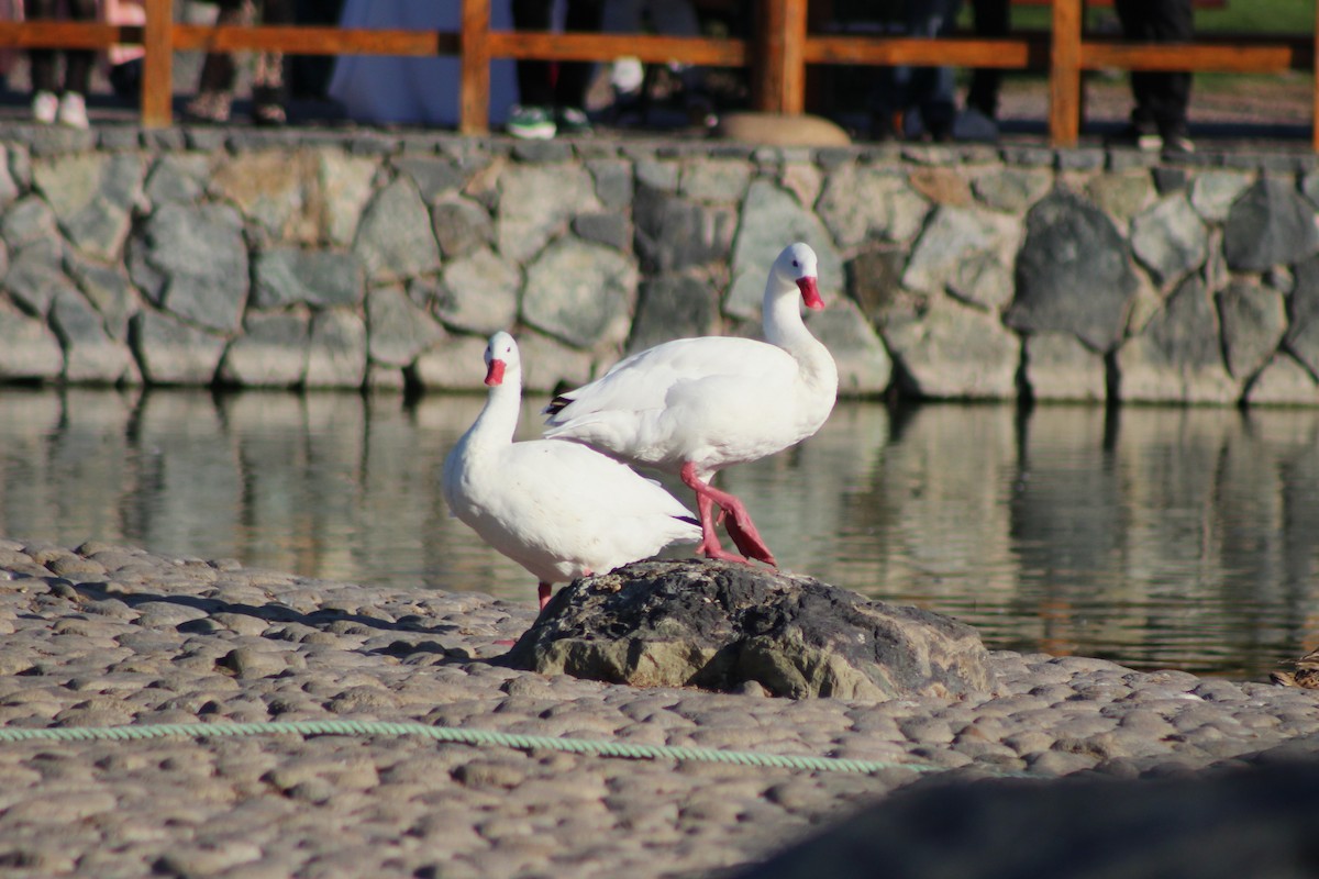 Coscoroba Swan - ML621296951