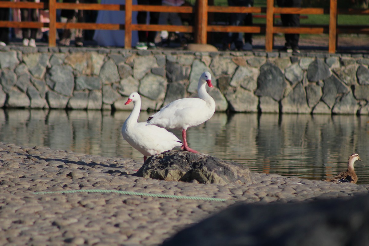 Coscoroba Swan - Miquel Mestre