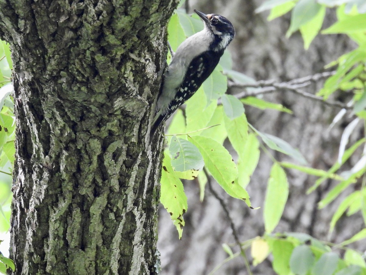 Hairy Woodpecker - ML621296964