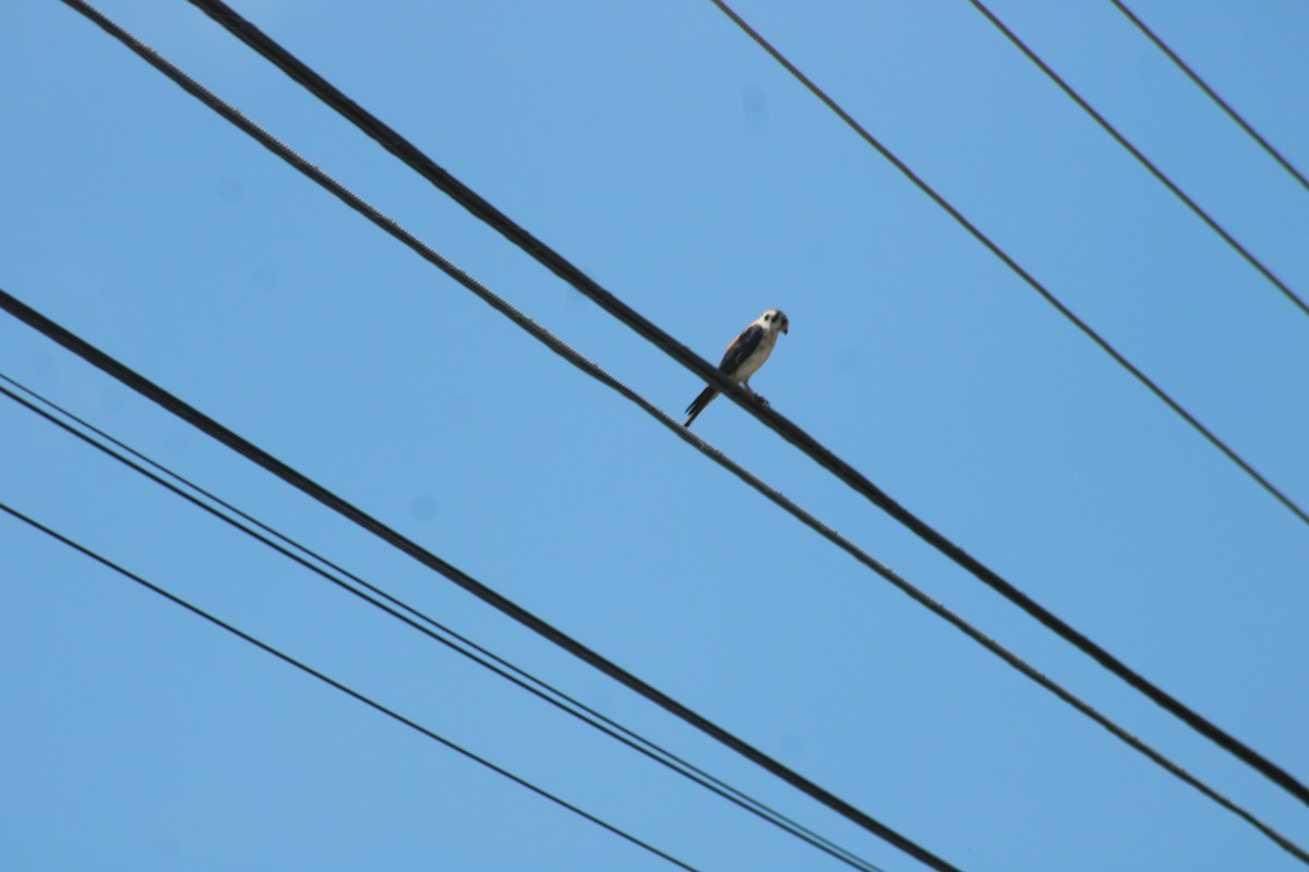 American Kestrel - ML621296965