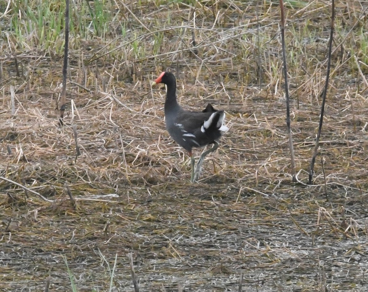 Common Gallinule - ML621296991