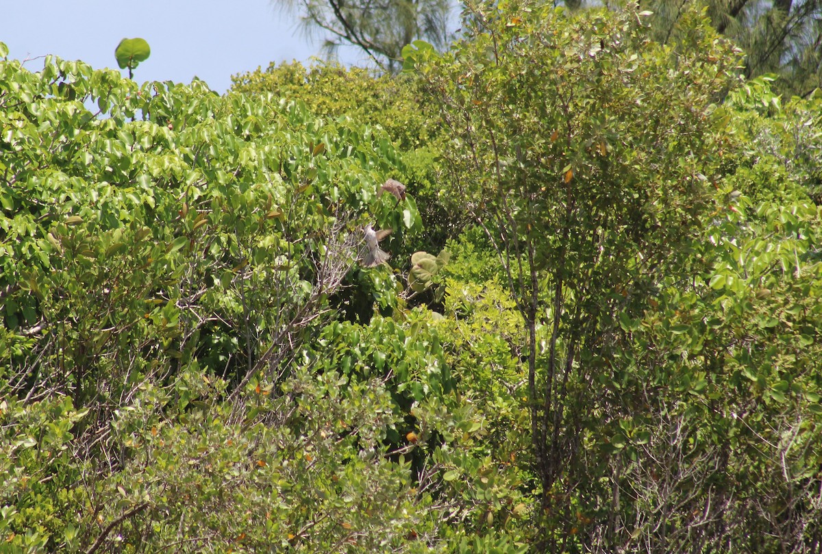 Gray Kingbird - ML621296998