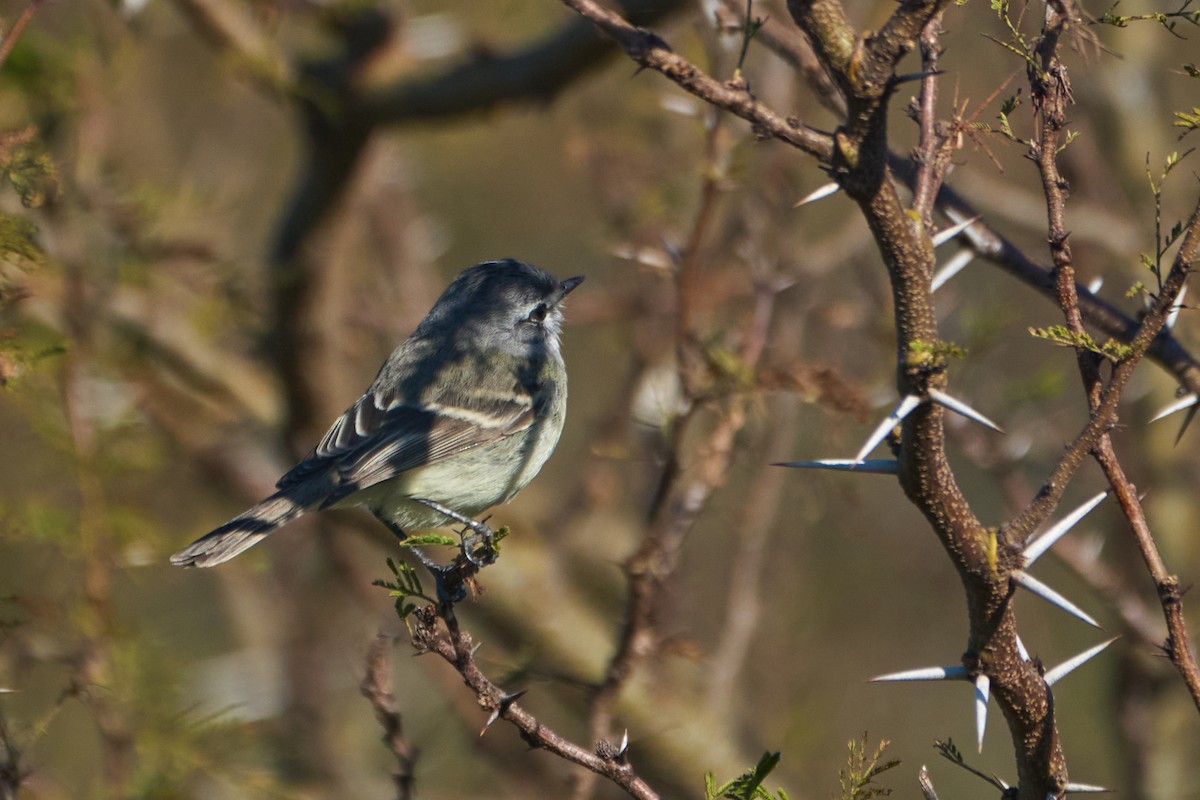 Straneck's Tyrannulet - ML621297053