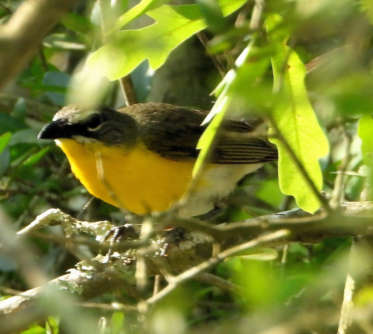 Yellow-breasted Chat - Jay Huner