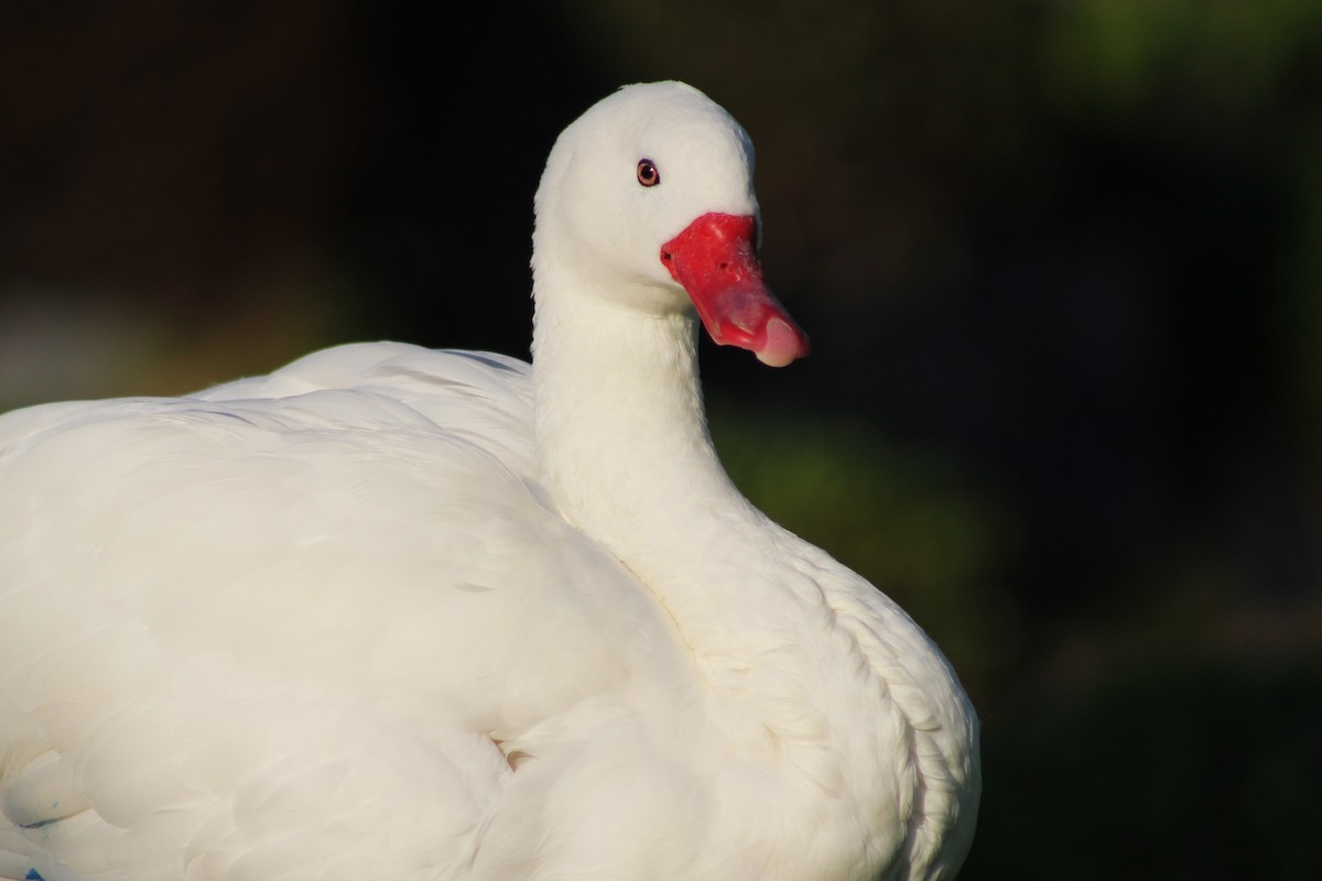 Coscoroba Swan - ML621297056