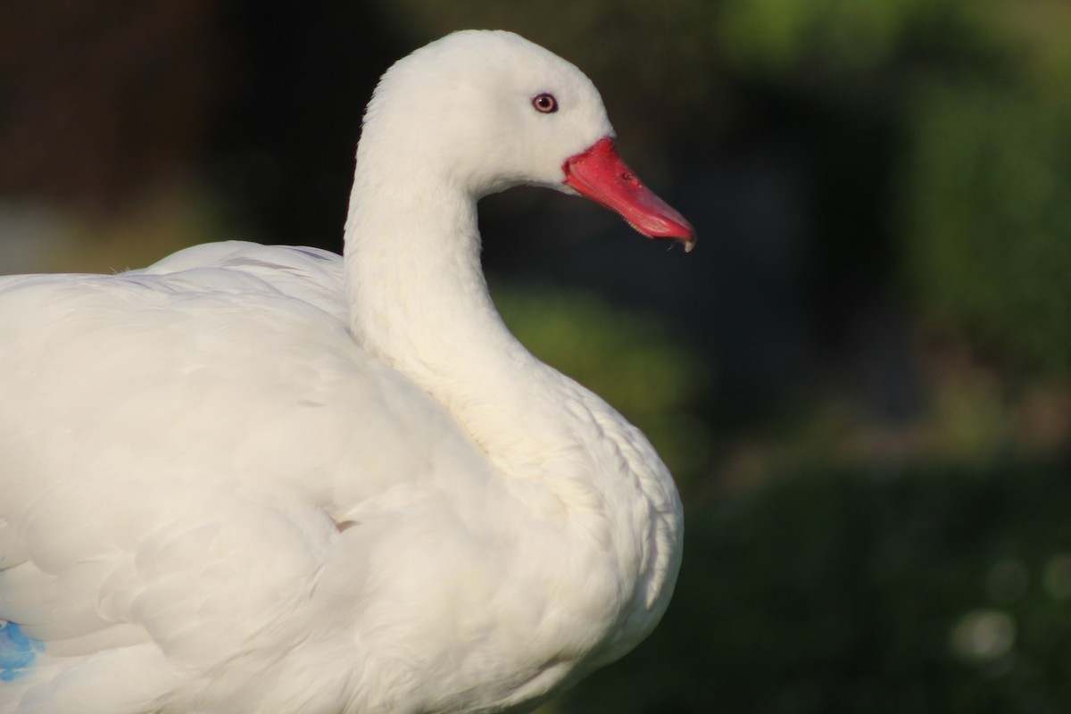 Coscoroba Swan - ML621297057