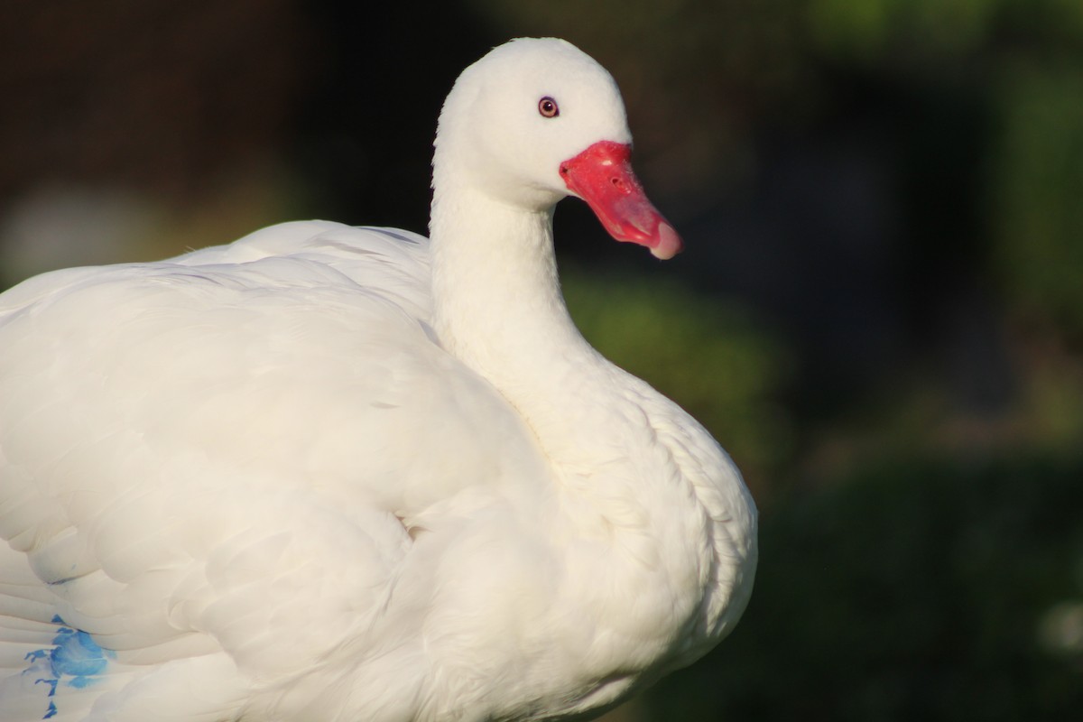 Coscoroba Swan - ML621297058