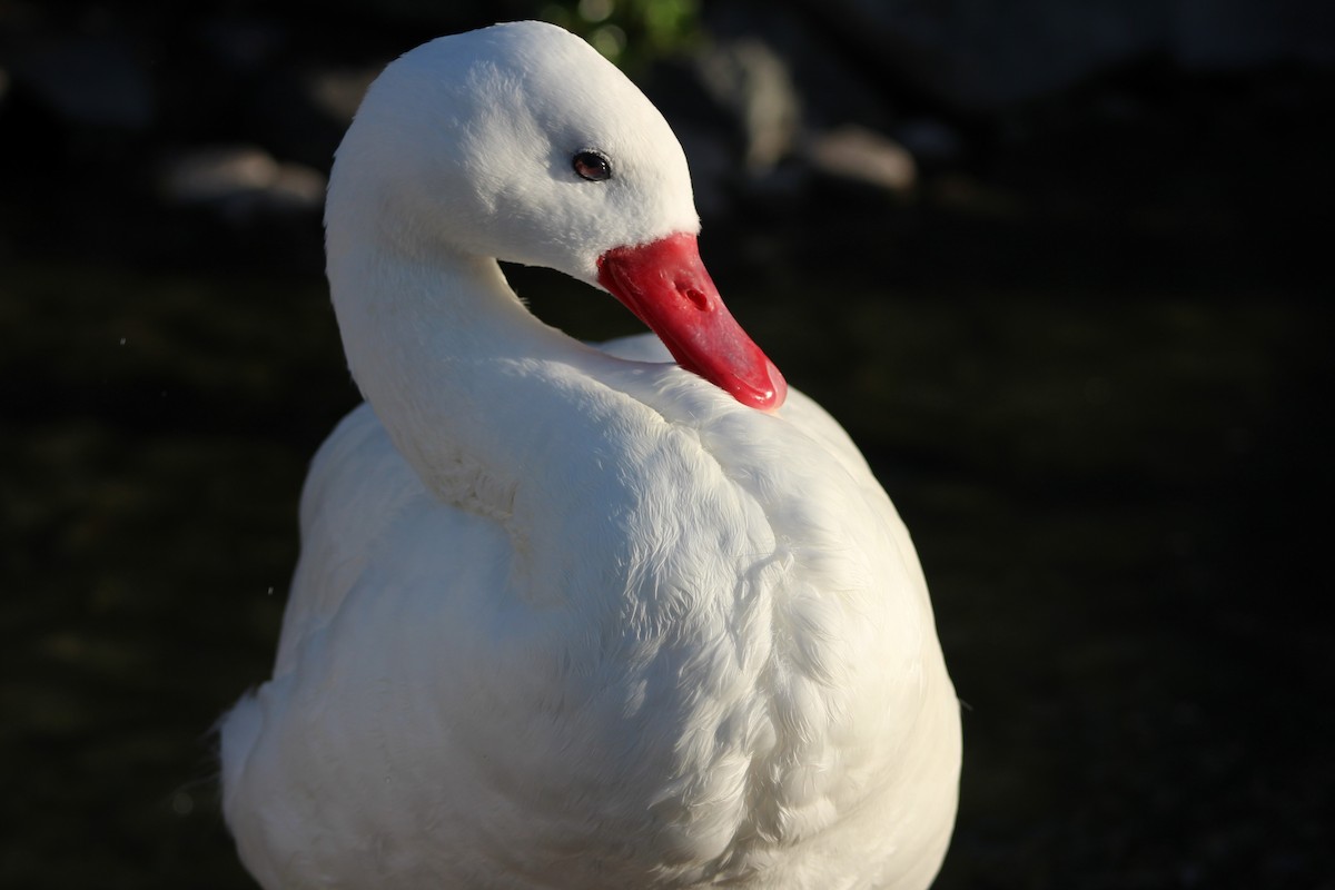 Coscoroba Swan - ML621297063