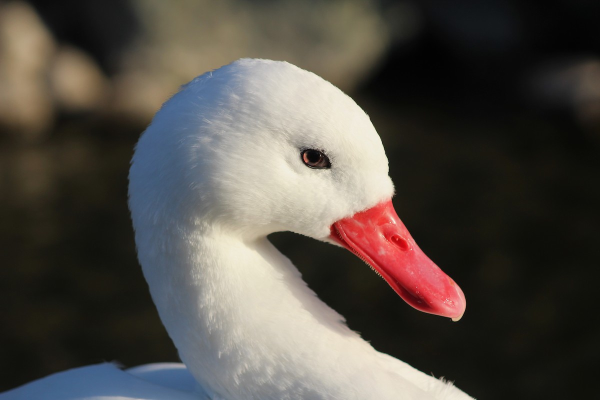 Coscoroba Swan - ML621297070