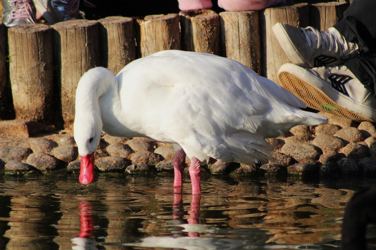 Coscoroba Swan - ML621297078