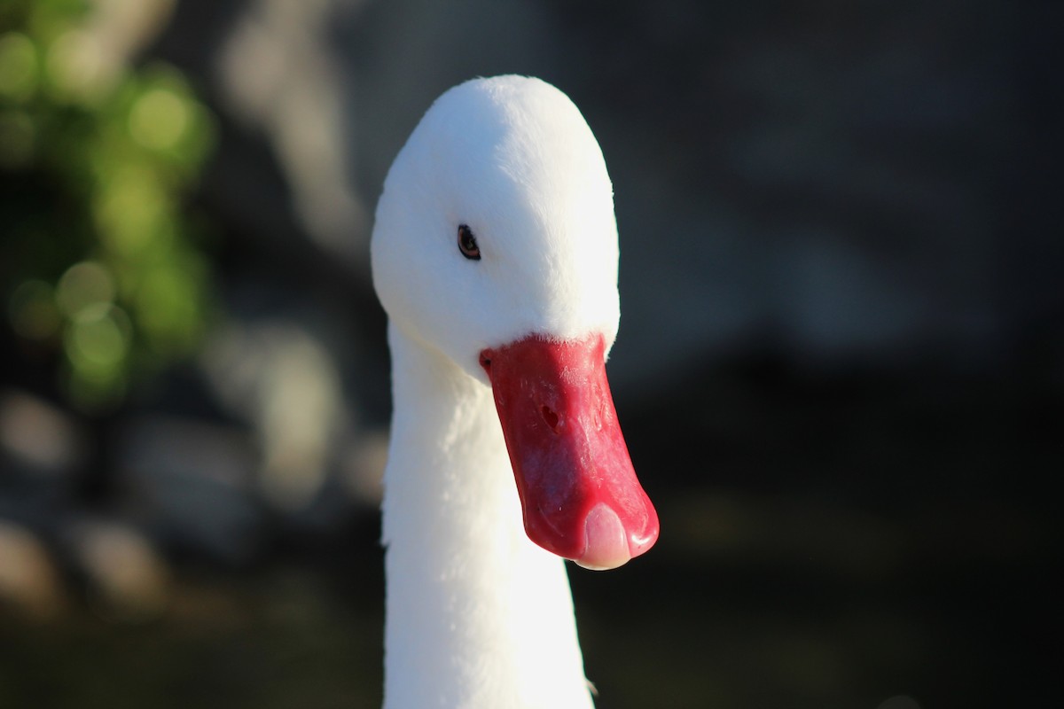 Coscoroba Swan - ML621297093