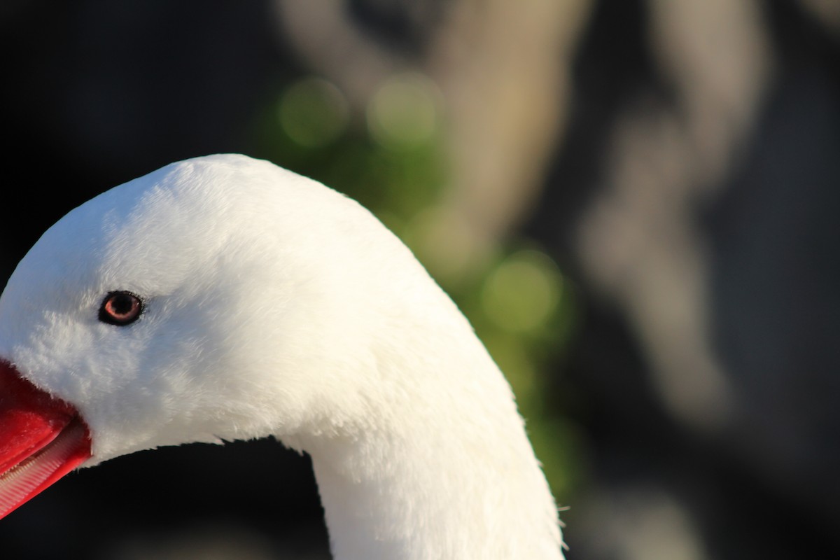 Coscoroba Swan - ML621297094