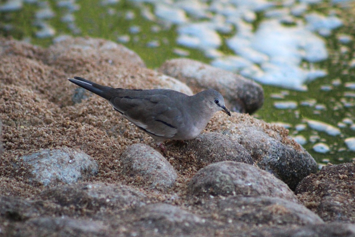 Picui Ground Dove - ML621297120