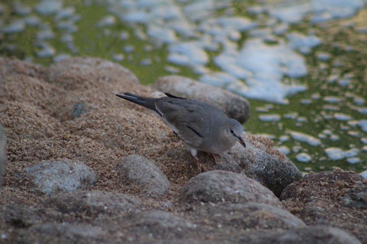 Picui Ground Dove - ML621297121