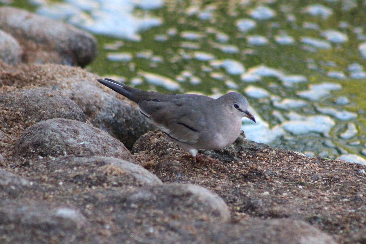 Picui Ground Dove - ML621297125