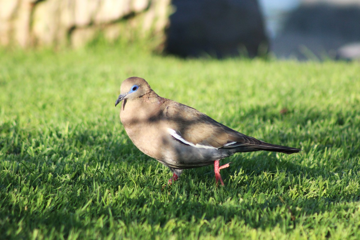 West Peruvian Dove - ML621297138