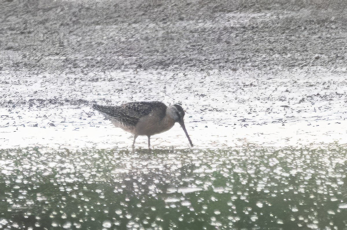 Short-billed Dowitcher - ML621297216