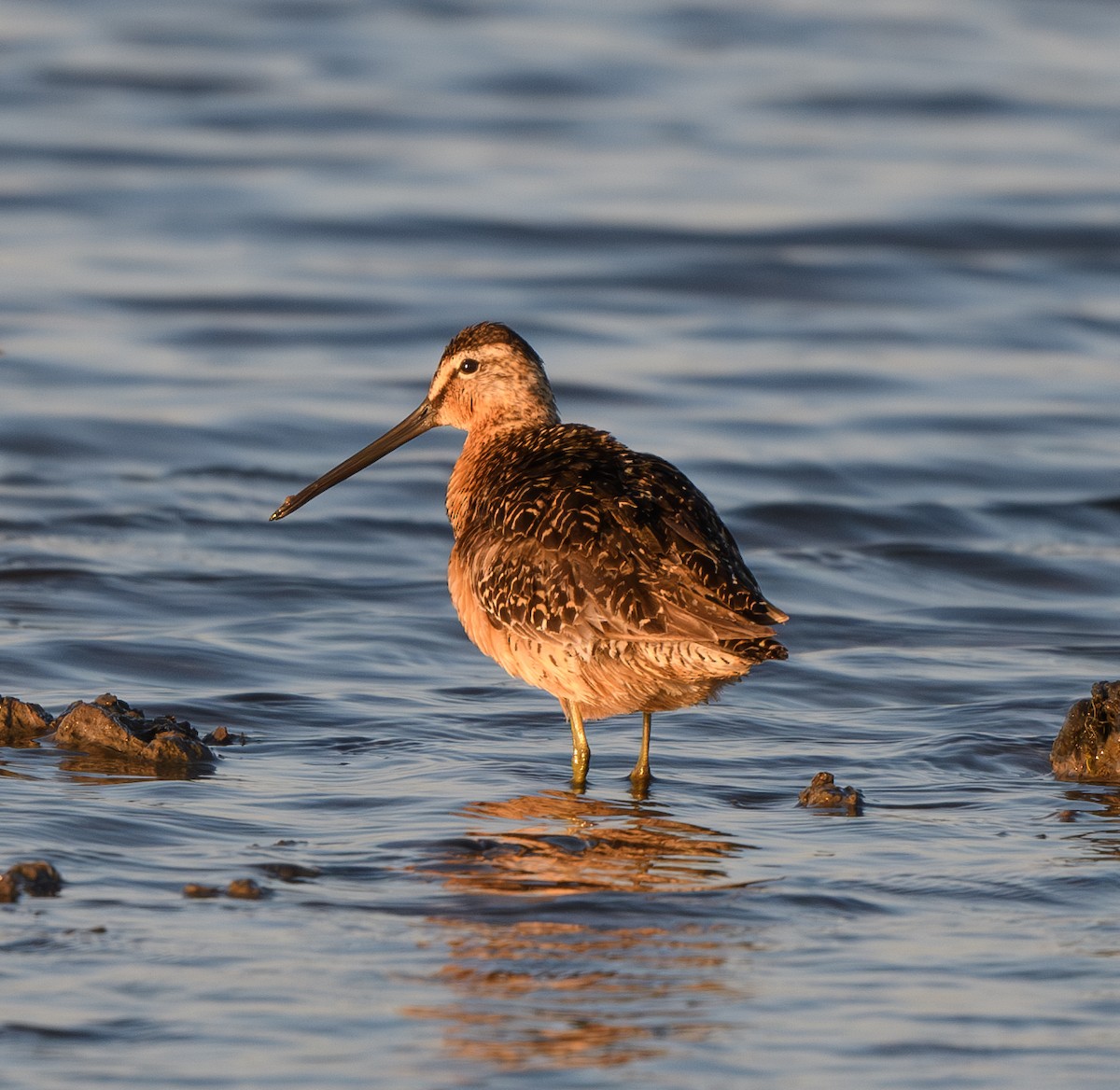 Long-billed Dowitcher - ML621297244