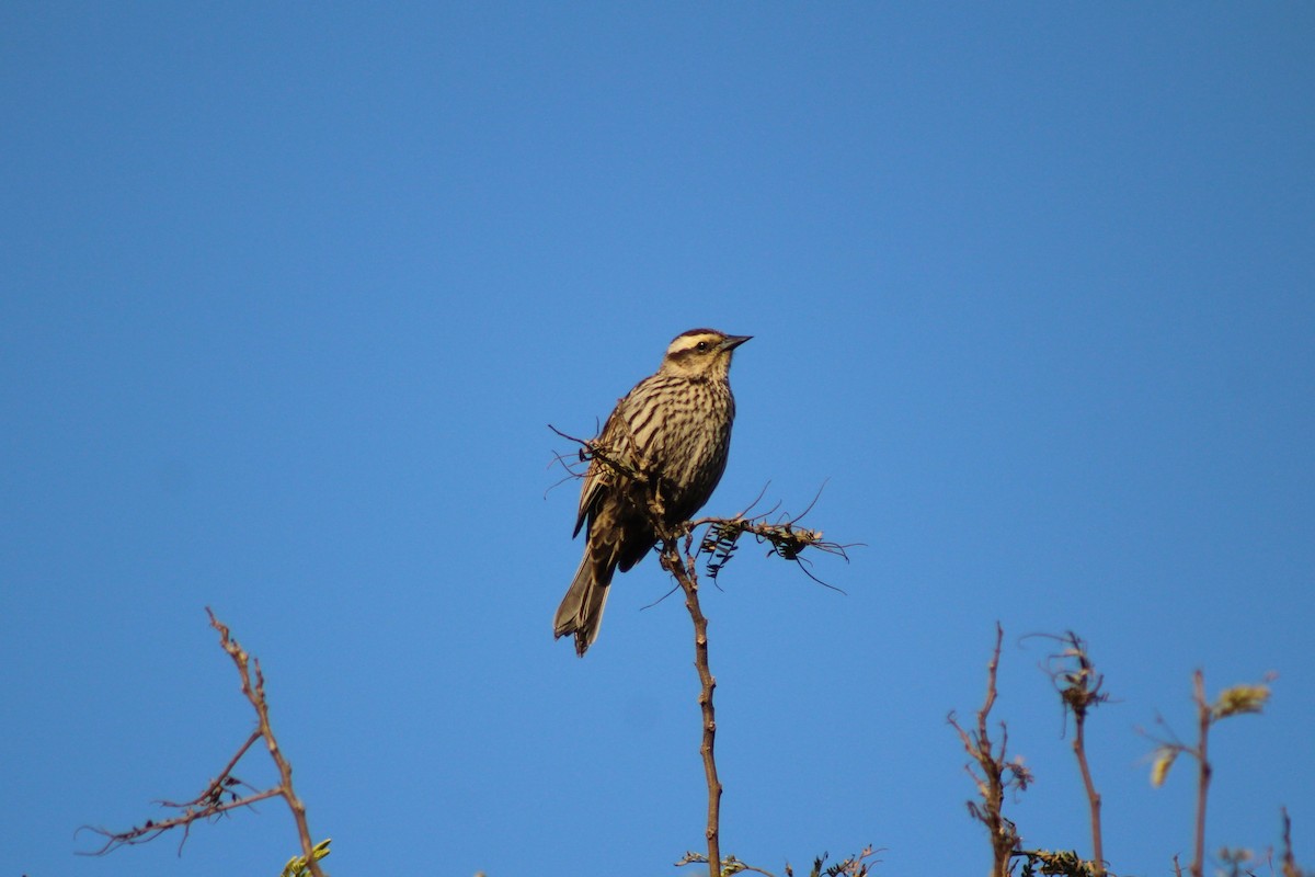 Yellow-winged Blackbird - ML621297310