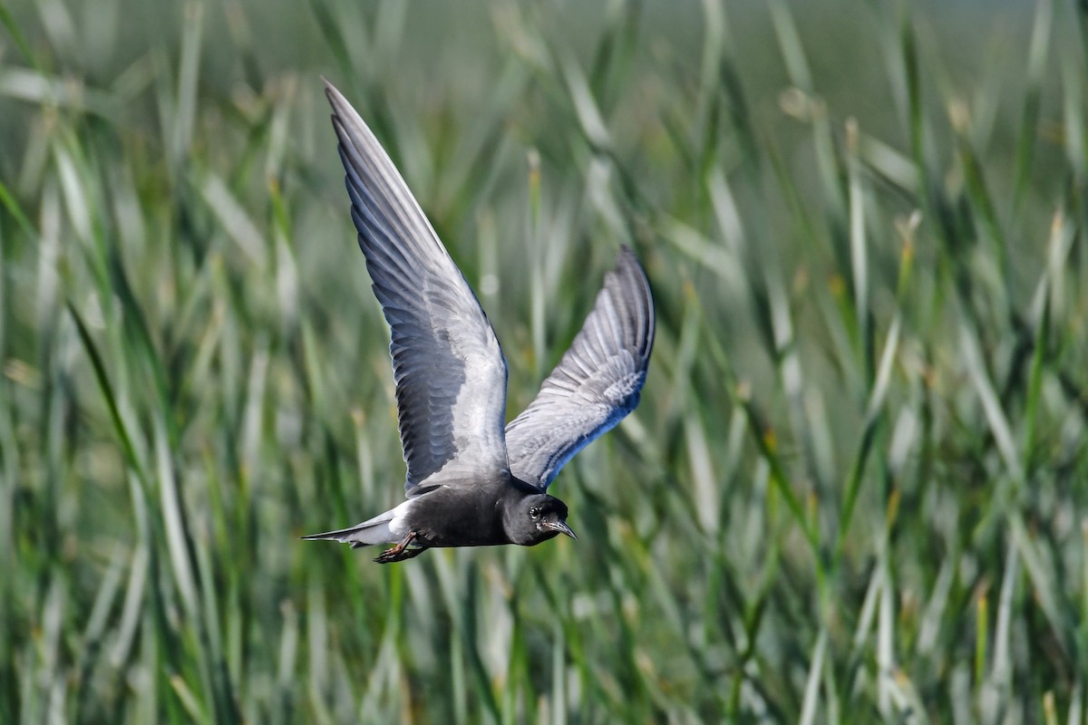 Black Tern - Dawn Gunderson